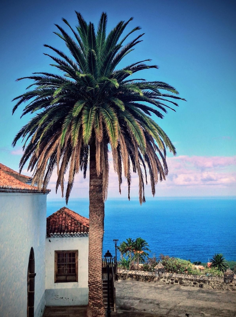 La Palma ocean and palm view