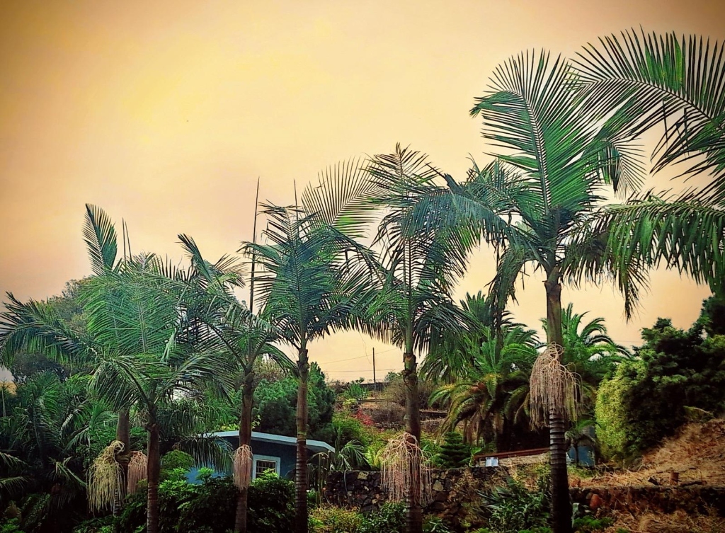 La Palma golden sunset palms