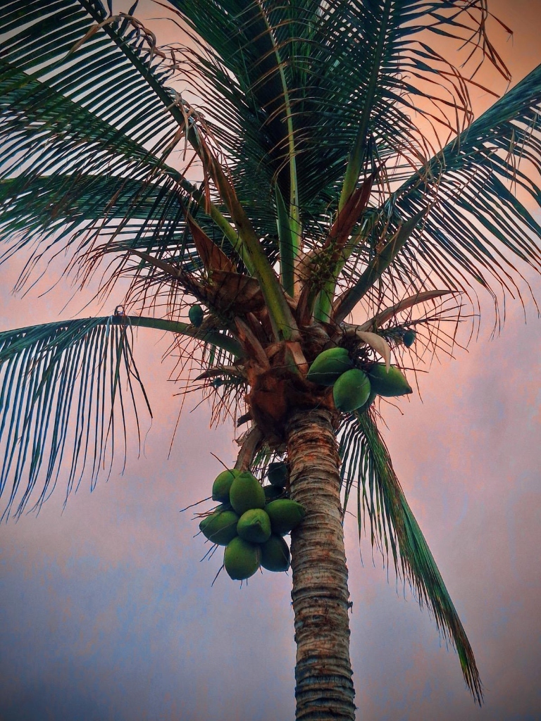 Tropical coconut palm at dusk